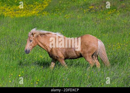Cavallo islandese marrone (Equus ferus caballus / Equus Scandinavicus) in prato in estate, Islanda Foto Stock