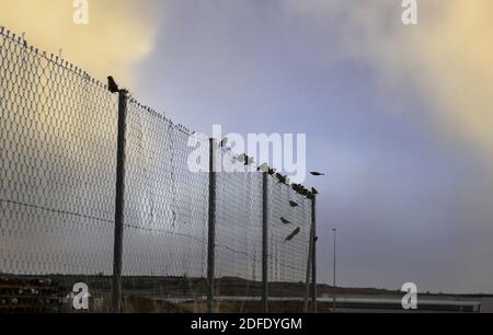 Particolare di uccelli appollaiati su una recinzione di protezione, animali in libertà Foto Stock