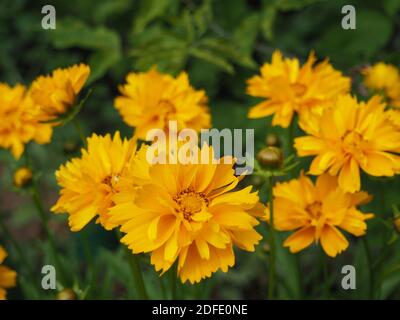 Beautifil giallo Sunray Tickseed, Coreopsis grandiflora 'Sunray' fiori nella zona rurale ungherese Foto Stock
