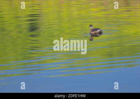 Piccolo gressere (Tachybaptus ruficollis) Nuoto tra i riflessi a Llacunes de Can Morgat Foto Stock