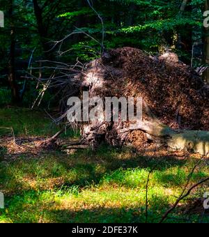 Enorme albero nella foresta sradicato dopo una violenta tempesta. Foto Stock