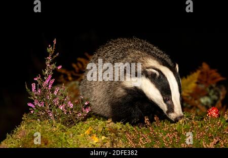 Badger, nome scientifico: Meles Meles. Primo piano di un tasso adulto selvatico che invecchia in autunno con il fungo rosso Fly Agaric e erica viola. Spazio di copia Foto Stock