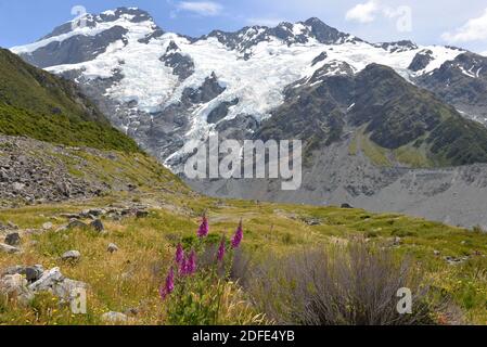 Vista da Kea Point a Mt. Cook National Park Foto Stock