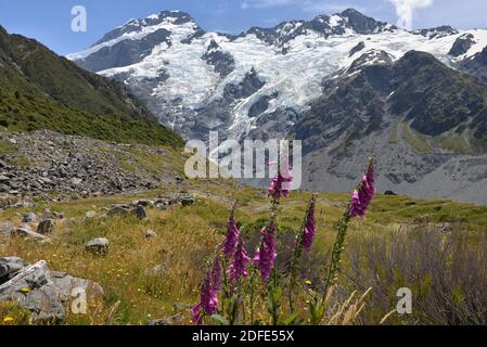 Vista da Kea Point a Mt. Cook National Park Foto Stock