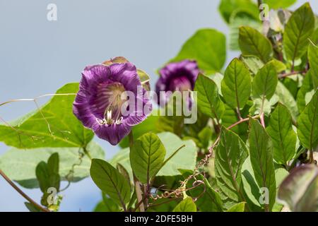 Primo piano di una tazza e di un piatto di vite (Cobaea scandens) in fiore Foto Stock