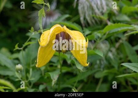 Primo piano di una tiara clematis dorata (clematis tangutica) fiore in fiore Foto Stock