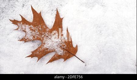 Foglia d'acero su superficie innevata, autunnale o invernale con spazio per testo, vista dall'alto, cartolina Foto Stock