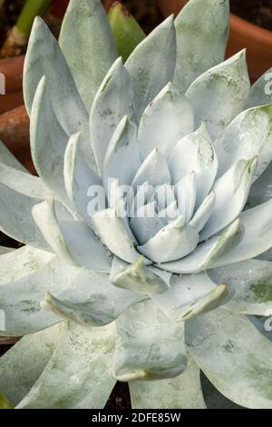 Dudleya Farinosa in primo piano mostrando le foglie succulente, modelli in natura Foto Stock