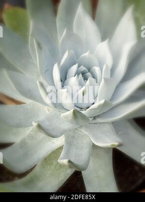 Dudleya Farinosa in primo piano mostrando le foglie succulente, modelli in natura Foto Stock