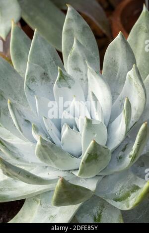 Dudleya Farinosa in primo piano mostrando le foglie succulente, modelli in natura Foto Stock