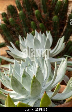 Dudleya Farinosa in primo piano mostrando le foglie succulente, modelli in natura Foto Stock