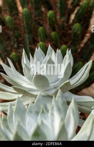 Dudleya Farinosa in primo piano mostrando le foglie succulente, modelli in natura Foto Stock