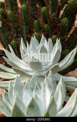 Dudleya Farinosa in primo piano mostrando le foglie succulente, modelli in natura Foto Stock