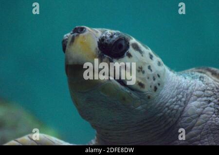 Tartaruga marina (Caretta caretta) Foto Stock