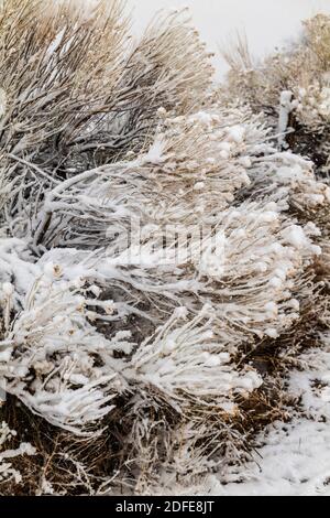 Il pennello arbusto ricoperto di neve fresca bagnata crea motivi grafici; Vandaveer Ranch; Salida; Colorado; USA Foto Stock