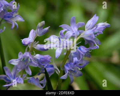 Bluebells (Hyacinthoides non-scripta) a Bere Forest, Hampshire, Inghilterra, Regno Unito: Primo piano Foto Stock