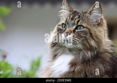 Il volto di un abbastanza curioso Norwegian Forest Cat in il giardino Foto Stock