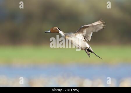 Pintail drake in volo Foto Stock