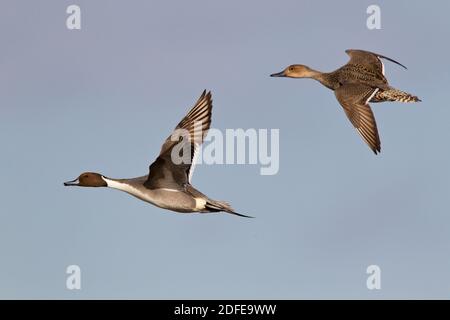 Coppia di anatre Pintail in volo Foto Stock