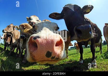 Divertente inquadratura grandangolare di marrone curioso e macchiato bestiame su Un pascolo in Baviera Foto Stock