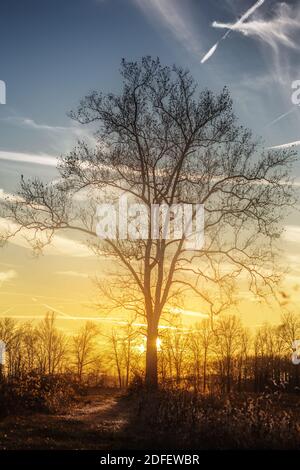 Un tramonto vibrante dietro un vecchio albero di sycamore nella contea di Jackson, IN. Formato verticale. Foto Stock