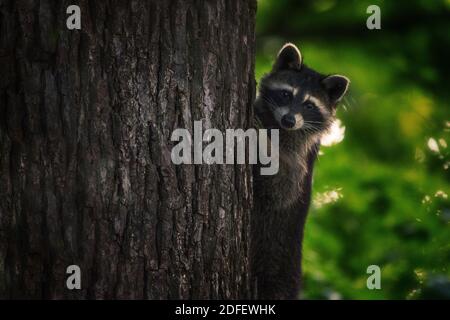 Un giovane raccoon guarda la macchina fotografica mentre sale un albero di noce per ottenere un Guardami. migliore Preso in estate. Foto Stock