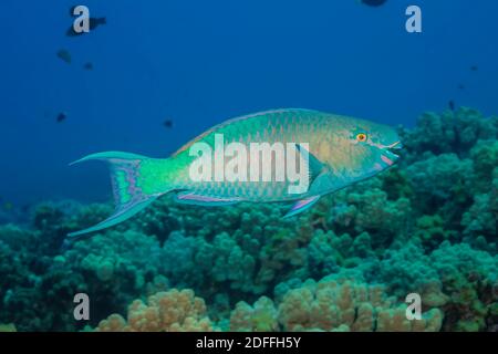 La fase terminale o finale di un parroto della testa di bullo, Chlorurus spilurus, Hawaii. Foto Stock