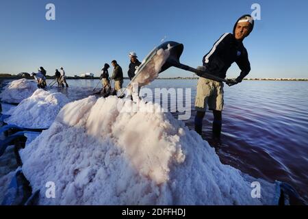 Aigues-Mortes, Francia, il 04 agosto 2020. Le Salins du Midi. La coltivazione del sale da parte dell'uomo risale all'antichità. A Aigues-Mortes Jules César, il primo, ha organizzato la produzione di sale marino su larga scala. Nel corso dei secoli, monarchi e religiosi hanno condiviso i profitti di questo sfruttamento. Con Re Saint Louis nel 1856 è stata creata la società Les Salins du Midi.oggi le opere saline si sono distribuite su 8900 ettari e impiegano 150 persone. Prima della raccolta del sale, per sole 3 settimane all'anno, all'alba il fleur de sel viene raccolto con cura dagli operatori del sale. I cristalli Fleur de sel si formano solo su t Foto Stock