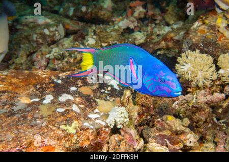 La strasse crescente, Thalassoma lunare, è spesso chiamata wrasse lunare, Filippine. Foto Stock