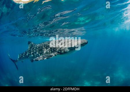 Uno squalo balena, Rhiniodon typus, in superficie, Filippine. Questa è la più grande specie di pesci del mondo. Foto Stock