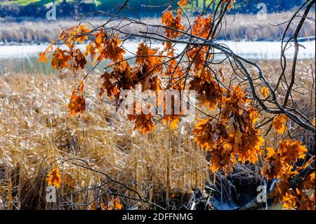 Foglie secche morte appese da rami contro stagno in inverno. Foto Stock