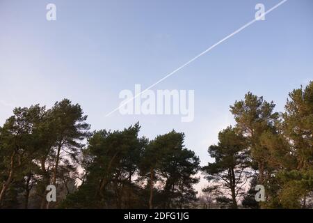 Molto spazio di copia, sotto forma di cielo blu chiaro sera, circonda i contrails aka percorsi vapore di un jet mentre viaggia verso le cime degli alberi. Foto Stock
