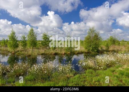 Wollgras, Fruchtstand, Goldenstedter Moor, Vechta, Foto Stock