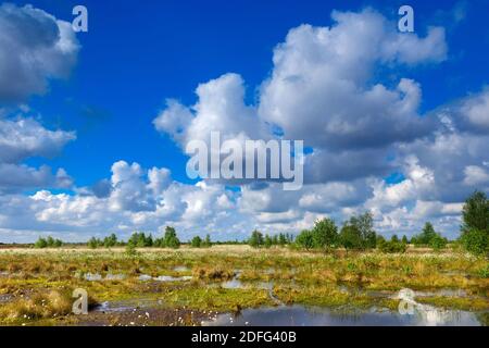 Wollgras, Fruchtstand, Goldenstedter Moor, Vechta, Foto Stock