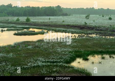 Abendstimmung im Moor - blühendes Wollgras, Sonnenuntergang, Foto Stock