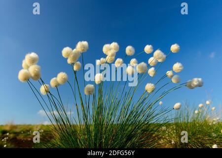 Blühendes Wollgras, Goldenstedter Moor, Vechta Foto Stock