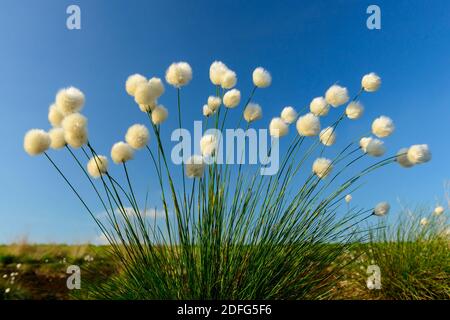 Blühendes Wollgras, Goldenstedter Moor, Vechta Foto Stock