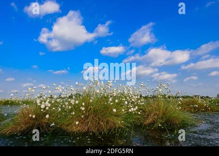 Blühendes Wollgras, Goldenstedter Moor, Vechta Foto Stock