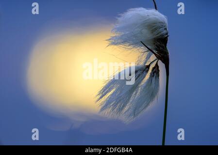 Blühendes Wollgras, Goldenstedter Moor, Vechta, Foto Stock