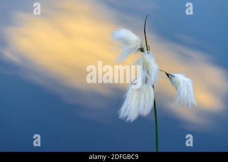 Fruchtstand, Wollgras im Moor, Abendsonne (Eriphorum latifolium, Foto Stock