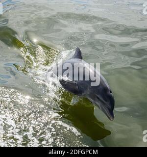 Violazione dei delfini in acque verdi del Golfo del Messico Al largo di Fort Meyers Foto Stock