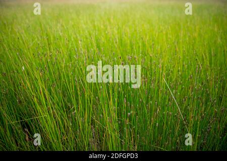 Dettaglio su lame di erba in campo in estate Foto Stock