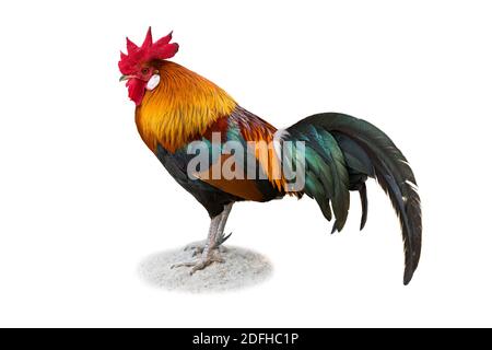 Red Junglefowl isolato su sfondo bianco Foto Stock