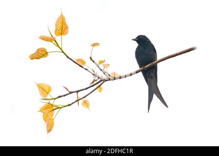 Drongo nero che perching su un ramo di albero isolato su bianco sfondo Foto Stock