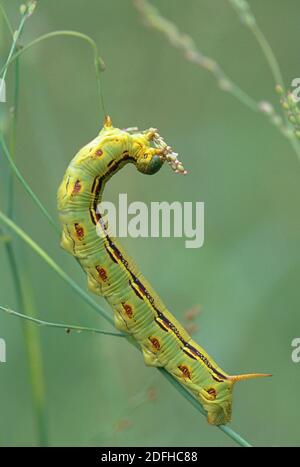 Bruco di Moth Sphinx con fodera bianca (Hyles lineata) Foto Stock