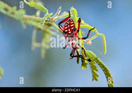 Mesquite gigante Bug Nymph (Thasus neocalifornicus) Foto Stock