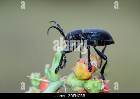 Cactus Longhorn Beetle (Moneilema gigas) Foto Stock