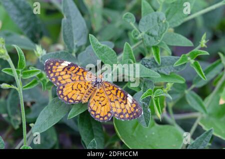 Minuscolo Checkerspot (dimasia) Foto Stock