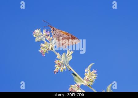 Muso americano (carinenta libica) Foto Stock