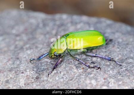 Scarabeo Jeweled di Beyer (Chrysina beyeri) Foto Stock